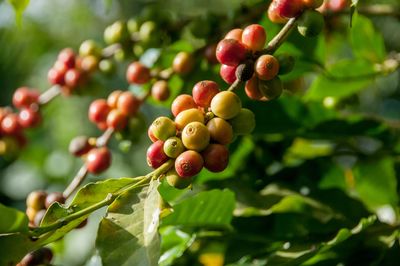 Close-up of red berries growing on tree