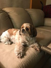 Dog resting on sofa at home