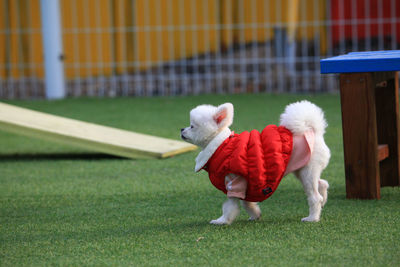 Dog playing soccer on field