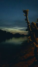 Silhouette tree against sky at night