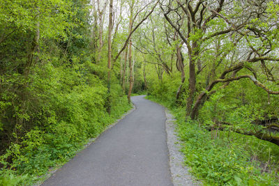 Road amidst trees in forest