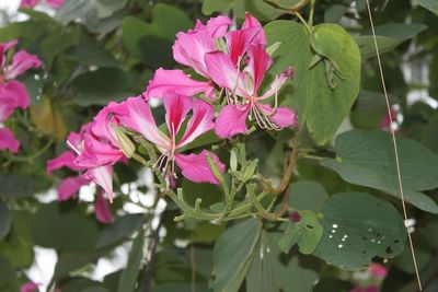 Close-up of pink flowering plant