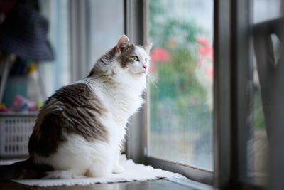 Portrait of white cat looking out of the window
