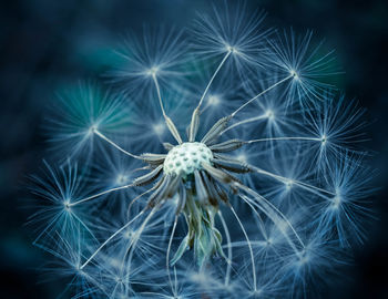 Close-up of dandelion blooming outdoors