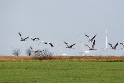 Birds flying over field against clear sky