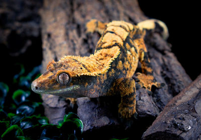 Close-up of lizard