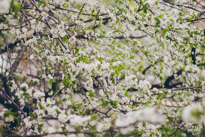 Cherry blossoms in spring