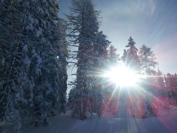 Sun shining through trees