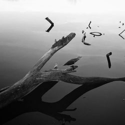Birds flying in sky