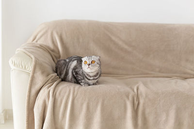 Cat resting on sofa