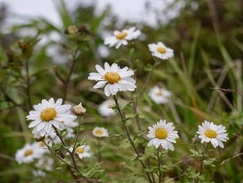 Close-up of white flowers blooming outdoors