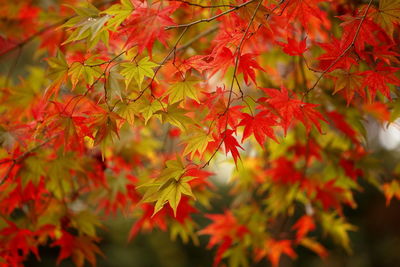 Close-up of red maple leaves on tree
