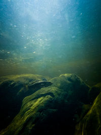 High angle view of a turtle in sea