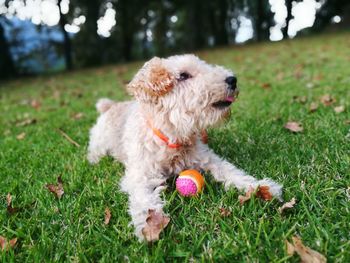 Close-up of puppy with ball on grass