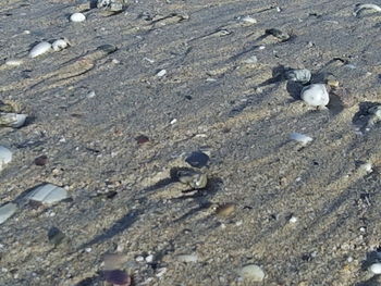 Close-up of pebbles