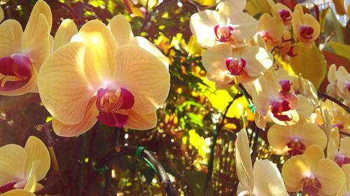 Close-up of orchids