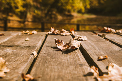 Close-up of dry leaves on wooden bench