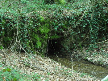 View of a forest