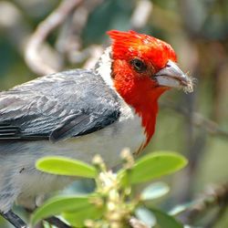 Close-up of parrot perching on branch