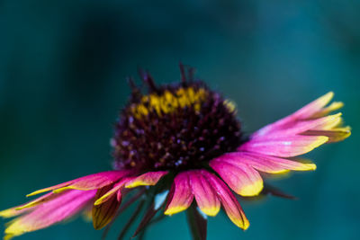 Close-up of pink flower