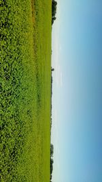 Scenic view of farm against sky