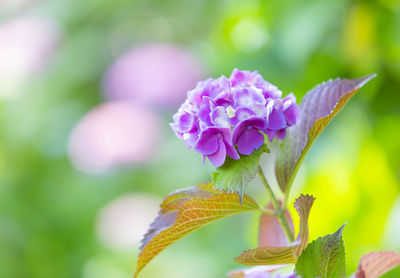 Close-up of pink flowering plant