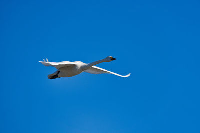 Low angle view of seagull flying