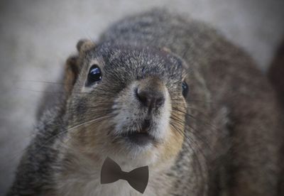 Close-up of a rabbit