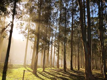 Trees in forest