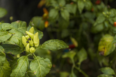 Close-up of berries growing on plant