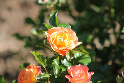 Close-up of rose plant