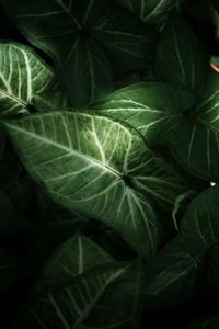 Full frame shot of green leaves