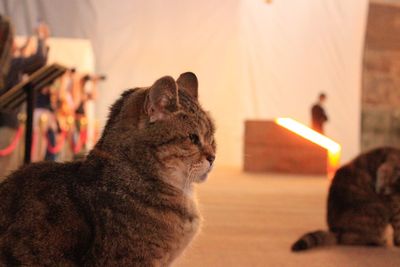 Close-up of a cat looking at home