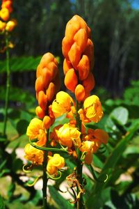 Close-up of yellow flowers blooming outdoors