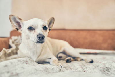 Portrait of dog