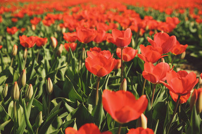 Close-up of red flowers blooming in field