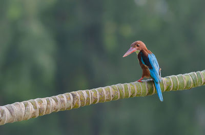 Close-up of bird perching on a branch