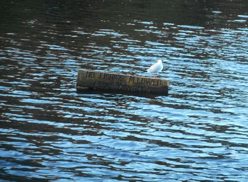 Swan on water