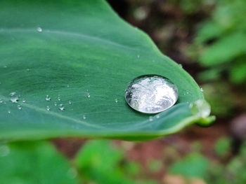 Close-up of raindrops on leaf