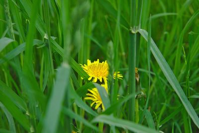 Close-up of yellow flowering plant on field