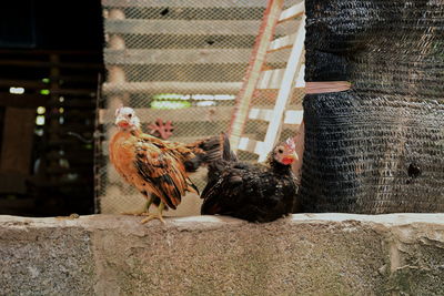 Dwarf chicken in the farm