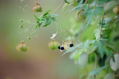 Close-up of berries growing on plant