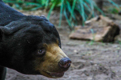 Close-up of dog