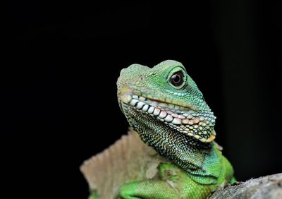 Close-up of green lizard