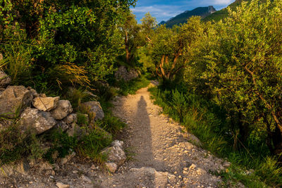 Footpath amidst rocks and trees