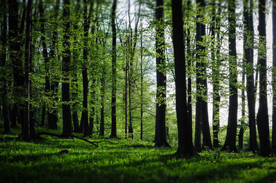 Trees in forest