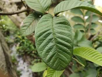 Close-up of fresh green leaves