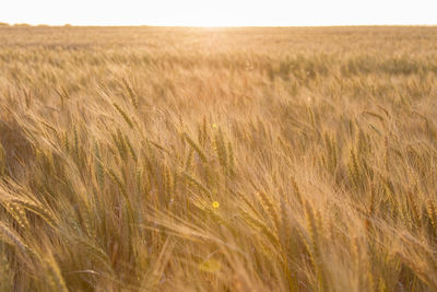 Scenic view of wheat field against sky