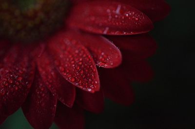 Close-up of red flowers