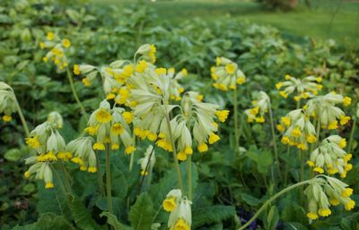 Close-up of yellow flowering plant in field